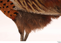 Leg Pheasant Animal photo references